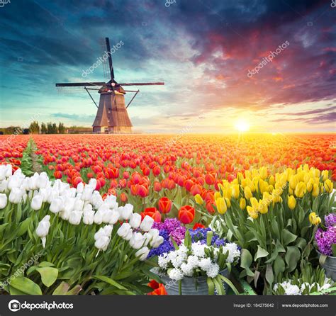 nederlandse stockfoto's gratis